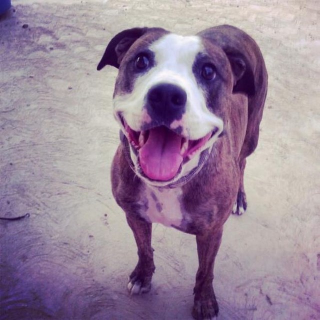 собака улыбака, улыбающиеся собаки, улыбчивые животные 