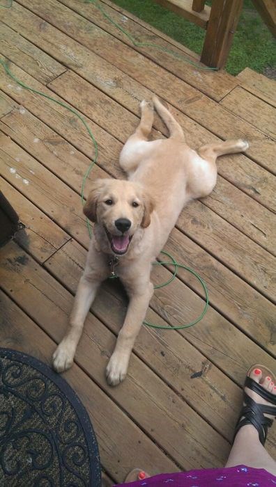 собака улыбака, улыбающиеся собаки, улыбчивые животные 