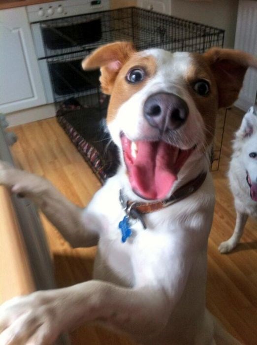 собака улыбака, улыбающиеся собаки, улыбчивые животные 