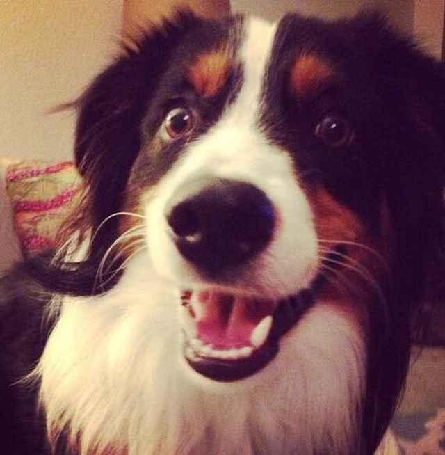 собака улыбака, улыбающиеся собаки, улыбчивые животные 