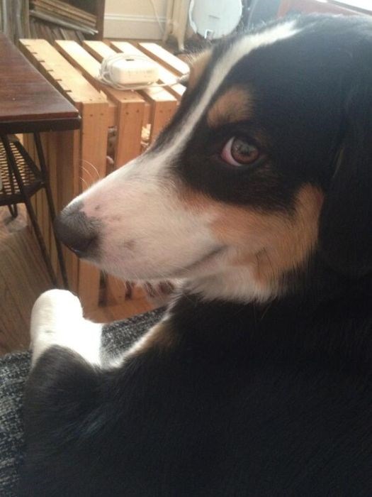 собака улыбака, улыбающиеся собаки, улыбчивые животные 