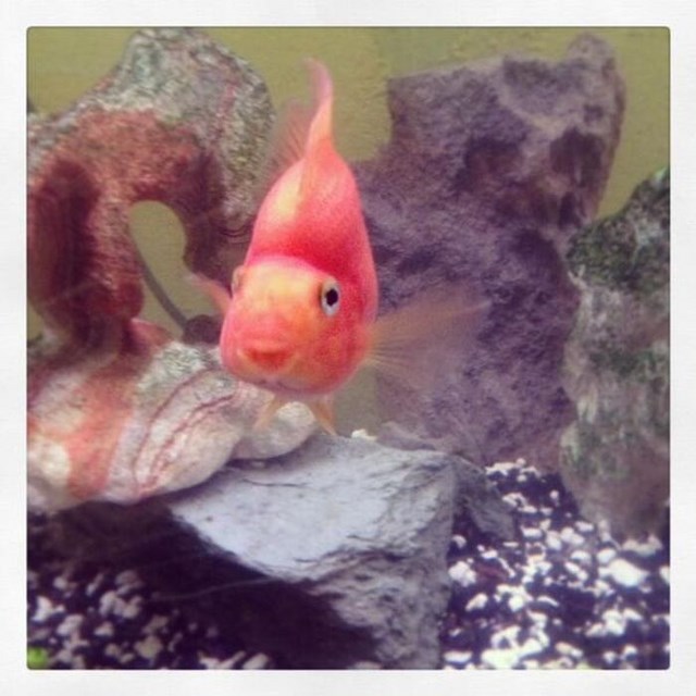 собака улыбака, улыбающиеся собаки, улыбчивые животные 