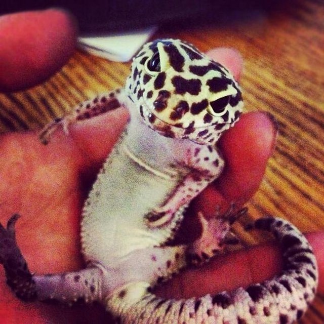 собака улыбака, улыбающиеся собаки, улыбчивые животные 