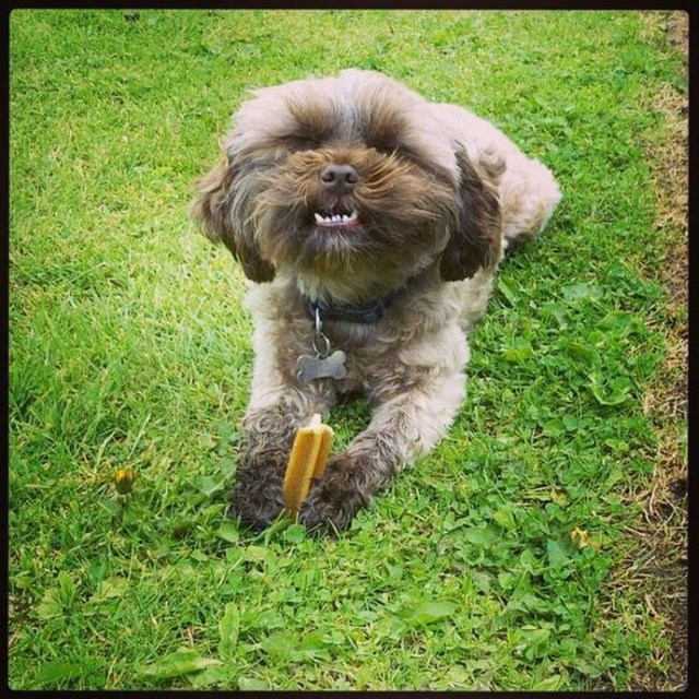 собака улыбака, улыбающиеся собаки, улыбчивые животные 