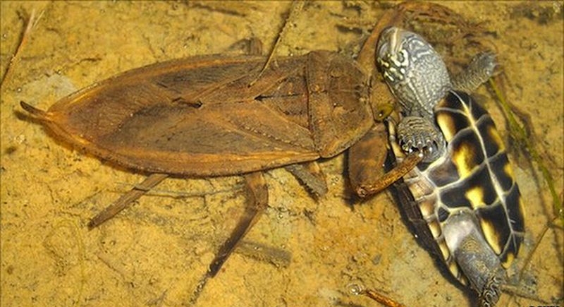 самые боольшие жуки, гигантские, жуки, Дровосек-титан, жук носорог, жук голиаф