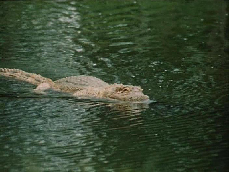 спецэффекты, фантастика, фильм, “Гостья из будущего”