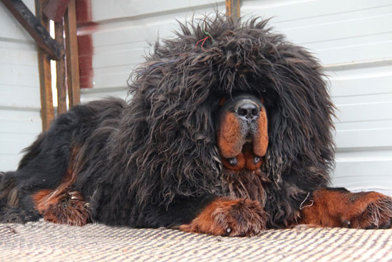 Продана самая дорогая собака в мире! тибетский мастиф самая дорогая собака