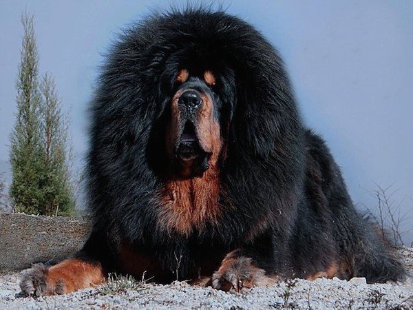 Продана самая дорогая собака в мире! тибетский мастиф самая дорогая собака