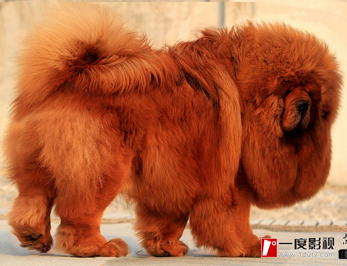 Продана самая дорогая собака в мире! тибетский мастиф самая дорогая собака