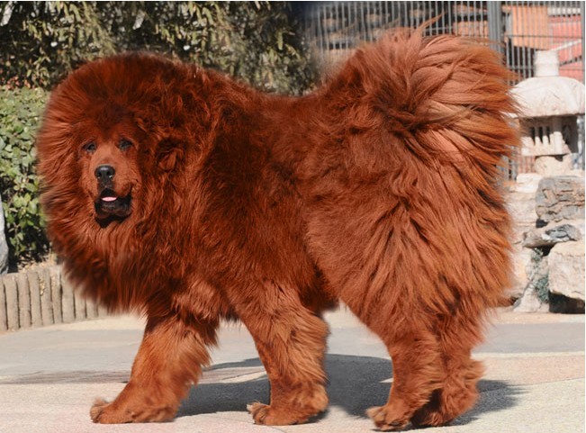 Продана самая дорогая собака в мире! тибетский мастиф самая дорогая собака