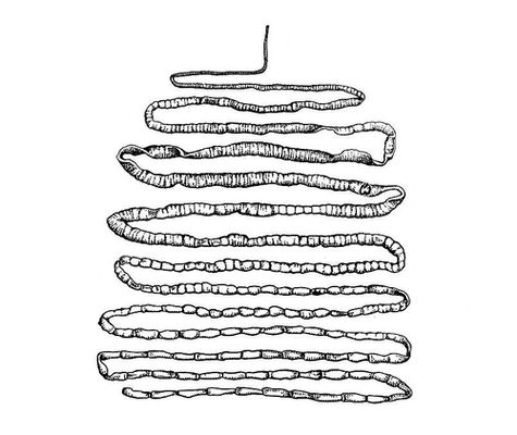 жертвы ради красоты, прошлое