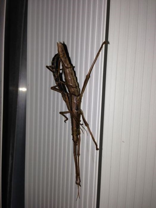 неприятные снимки и ситуации противно страх пауки