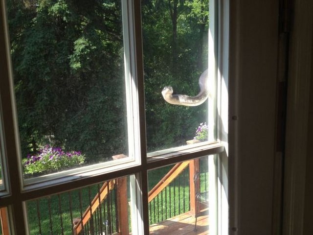 неприятные снимки и ситуации противно страх пауки