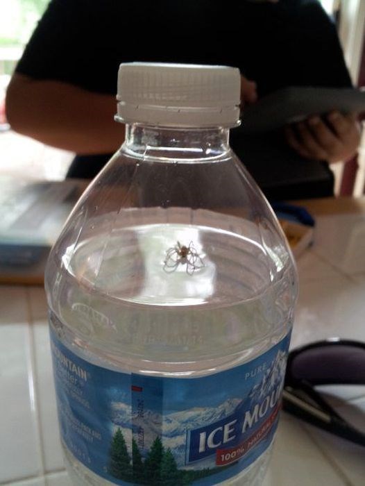 неприятные снимки и ситуации противно страх пауки