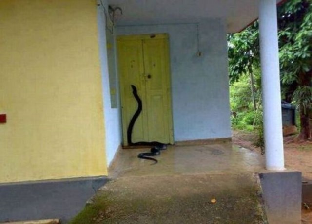 неприятные снимки и ситуации противно страх пауки