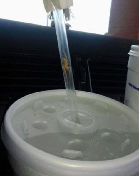 неприятные снимки и ситуации противно страх пауки