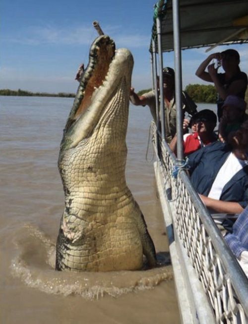неприятные снимки и ситуации противно страх пауки