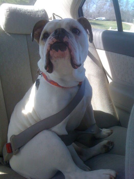 мастера безопасности,люди,смешное,человеческая глупость 