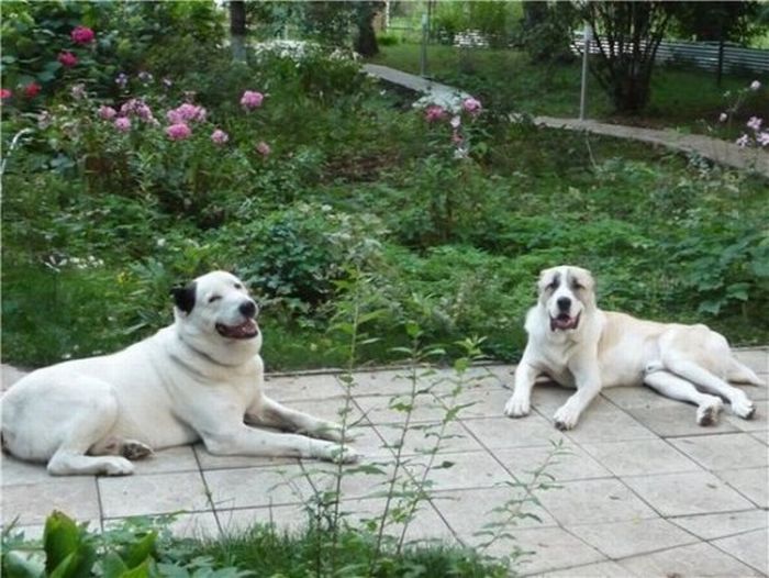 собаки,до и после,бездомные животные,приют