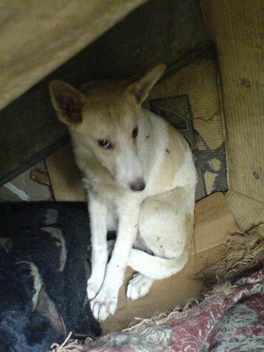 собаки,до и после,бездомные животные,приют