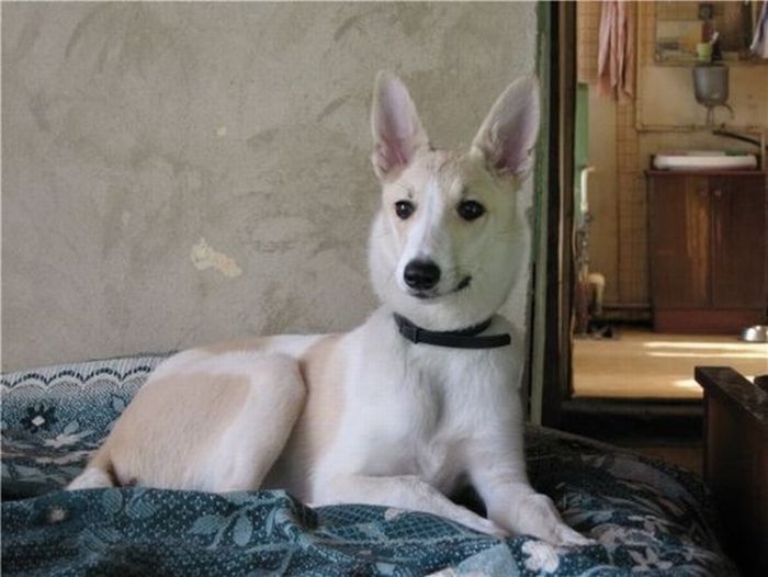 собаки,до и после,бездомные животные,приют