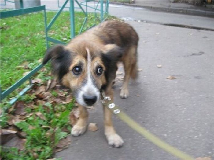 собаки,до и после,бездомные животные,приют