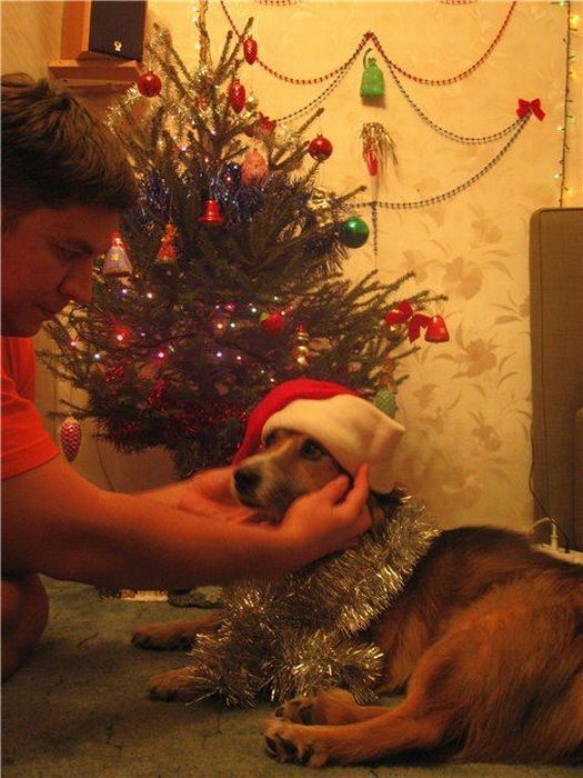 собаки,до и после,бездомные животные,приют