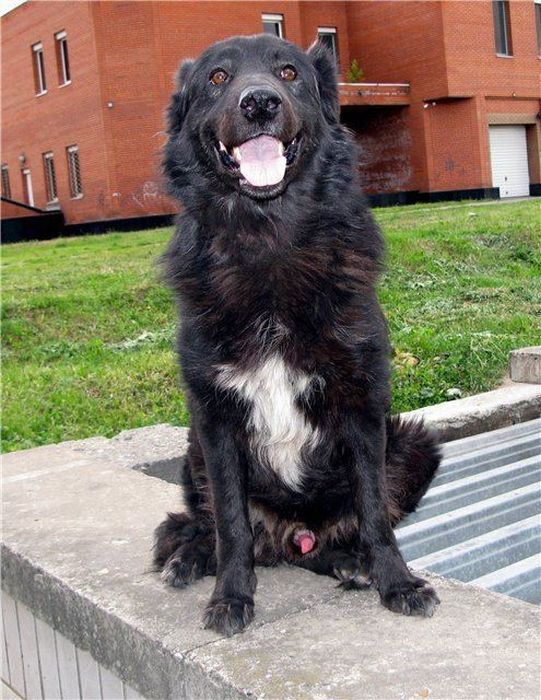 собаки,до и после,бездомные животные,приют