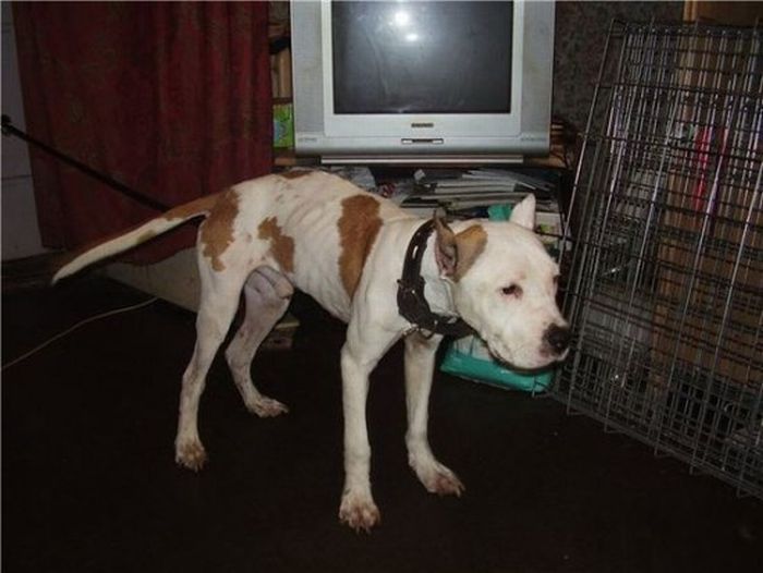 собаки,до и после,бездомные животные,приют