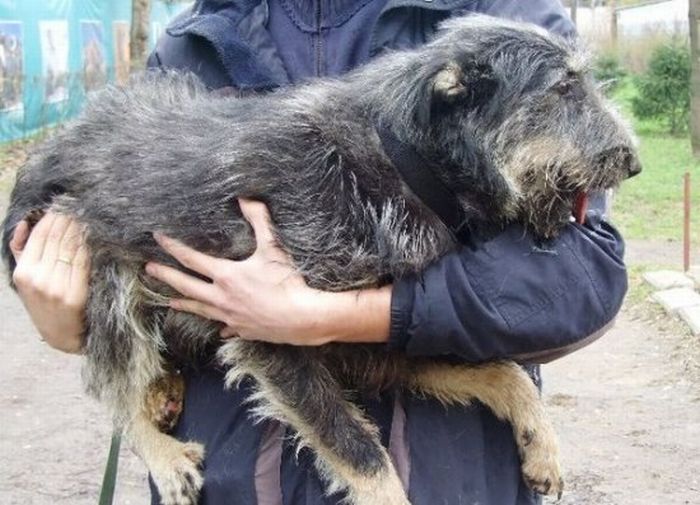 собаки,до и после,бездомные животные,приют