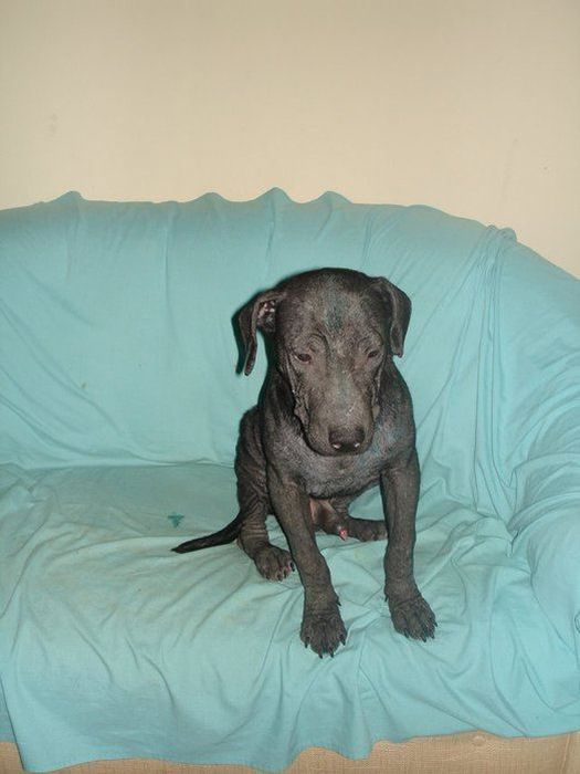 собаки,до и после,бездомные животные,приют