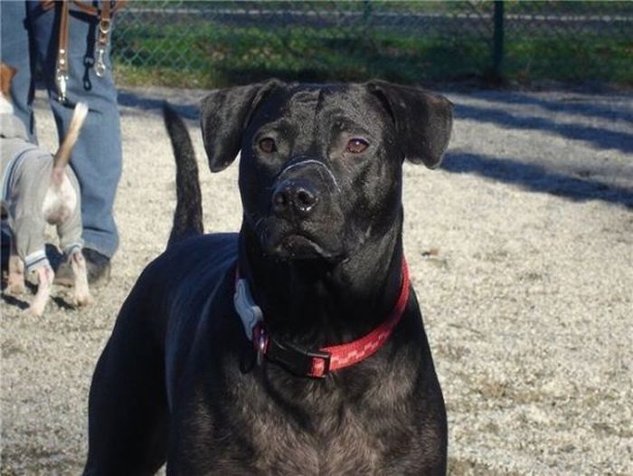 собаки,до и после,бездомные животные,приют