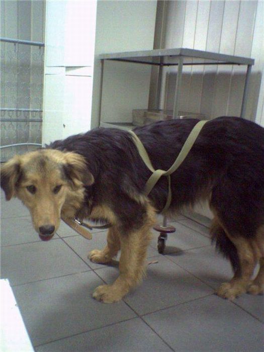 собаки,до и после,бездомные животные,приют