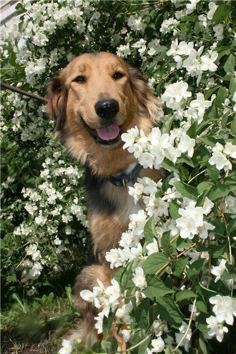 собаки,до и после,бездомные животные,приют