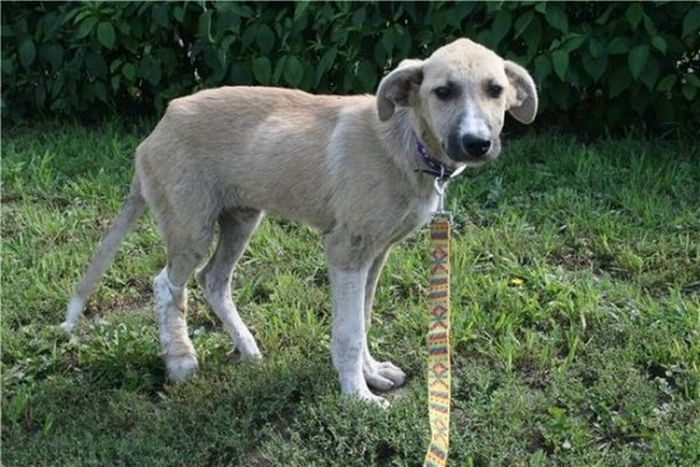 собаки,до и после,бездомные животные,приют