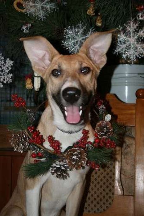 собаки,до и после,бездомные животные,приют