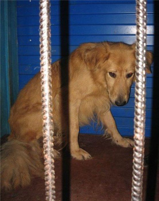 собаки,до и после,бездомные животные,приют