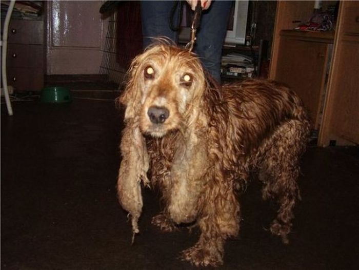 собаки,до и после,бездомные животные,приют