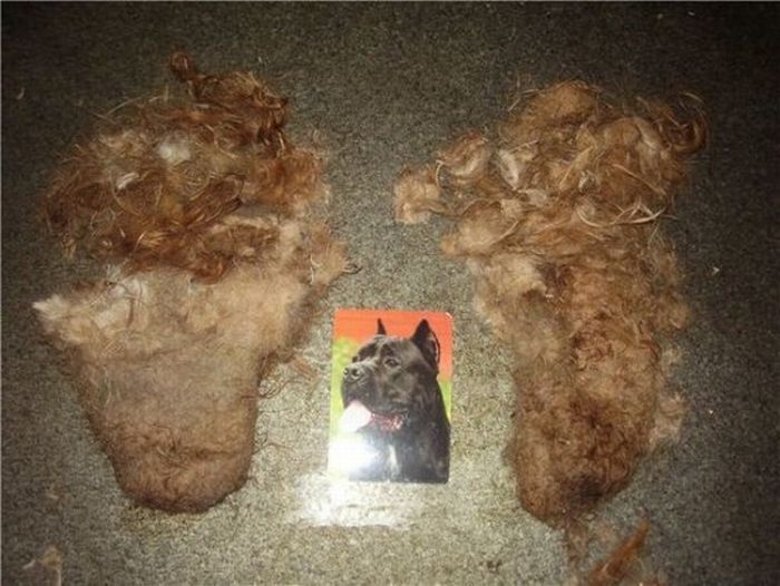 собаки,до и после,бездомные животные,приют