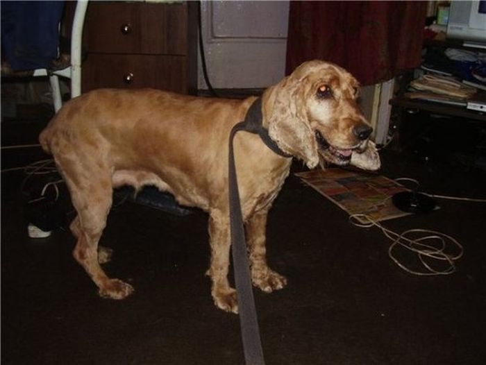 собаки,до и после,бездомные животные,приют