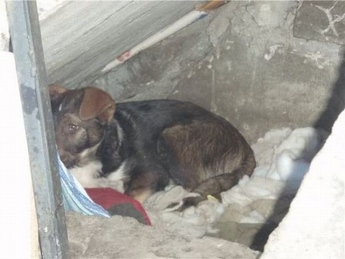 собаки,до и после,бездомные животные,приют