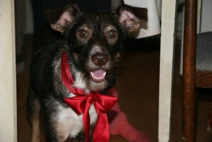 собаки,до и после,бездомные животные,приют