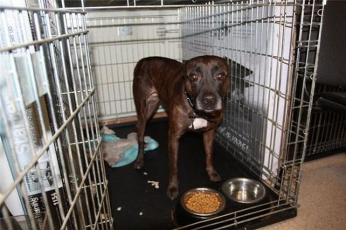 собаки,до и после,бездомные животные,приют