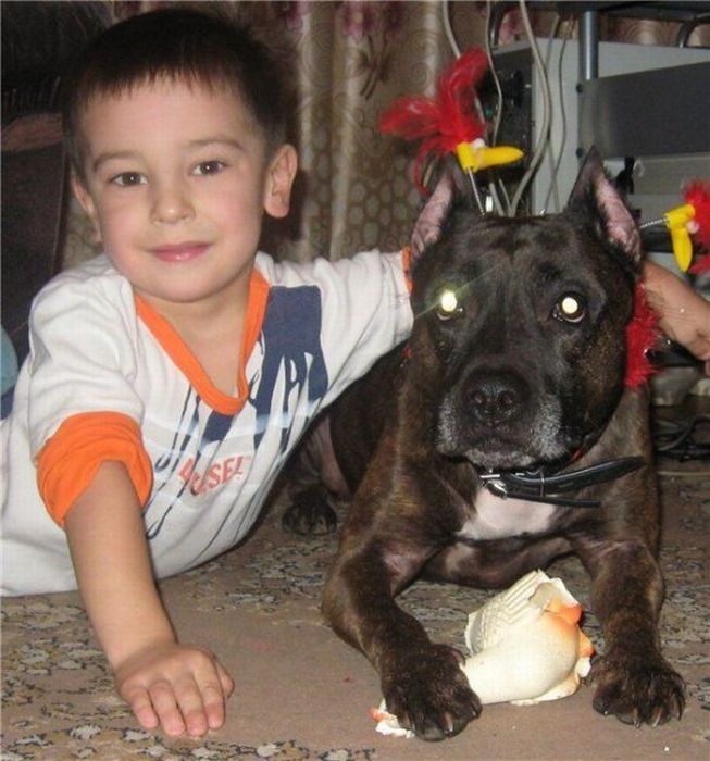 собаки,до и после,бездомные животные,приют