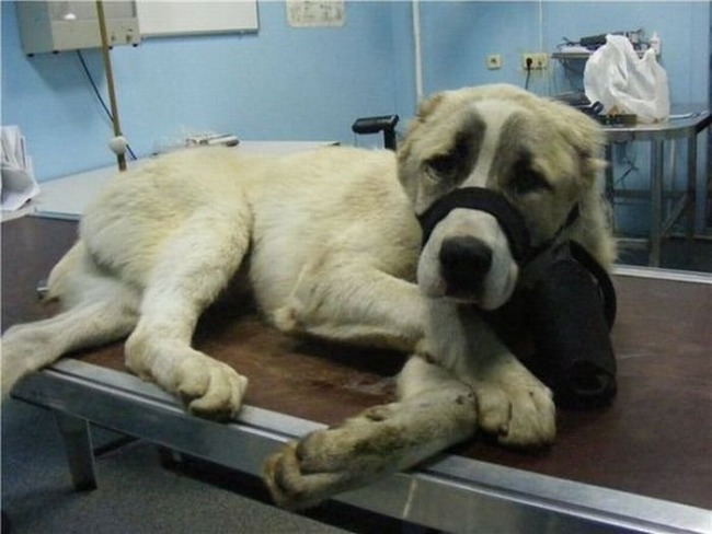 собаки,до и после,бездомные животные,приют