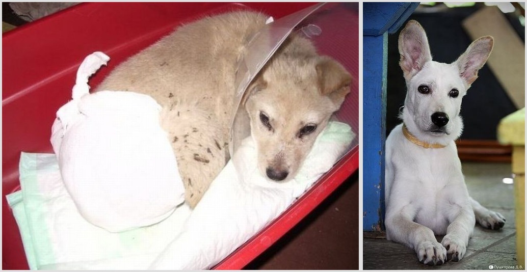 собаки,до и после,бездомные животные,приют