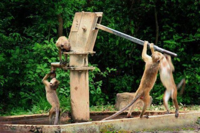 Вместе - мы сила, дружба, командный дух,команда,дети,животные