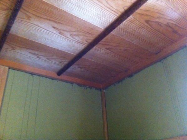 пчёлы на чердаке,японец,мёд