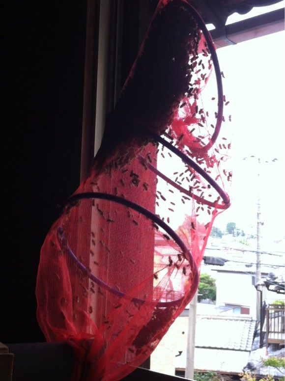 пчёлы на чердаке,японец,мёд