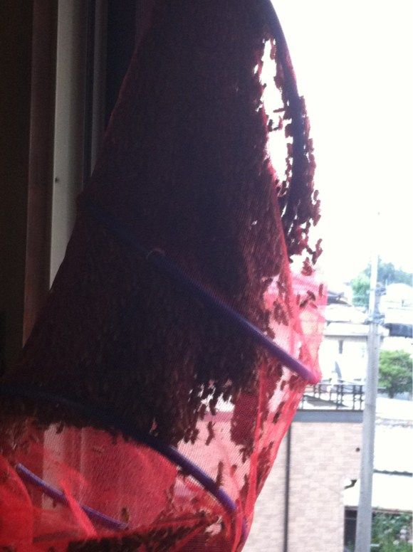 пчёлы на чердаке,японец,мёд